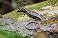 Lined skink Royalty Free Stock Photo