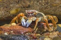 Lined striped shore crab