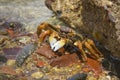 Lined striped shore crab