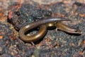 Lined Supple Skink, Lygosoma lineata, Satara, Maharashtra, India Royalty Free Stock Photo