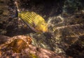 Lined surgeonfish (Acanthurus lineatus)