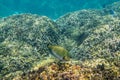 Lined Surgeonfish Royalty Free Stock Photo