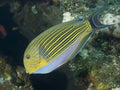 Lined surgeonfish Royalty Free Stock Photo