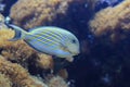Lined surgeonfish Royalty Free Stock Photo