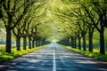 Lined Trees on Country Road Royalty Free Stock Photo