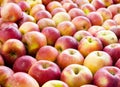 Lined up apples Royalty Free Stock Photo