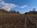 Lined up newly planted apple trees on field with wooden pillars and tractor tracks on dirty ground in winter near Hagnau, Germany.