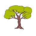 Linedrawing of a big tree on a white background Royalty Free Stock Photo
