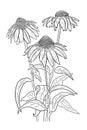 linedrawing of echinacea flowers on white background Royalty Free Stock Photo