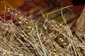 Linen. Fiber flax. Flax stalks. Dry flax stalks with seed pods. Drying flax