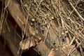 Linen. Fiber flax. Flax stalks. Dry flax stalks with seed pods. Drying flax