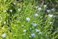 Linen flax blue flower. Flax plant. Flax field.