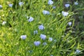 Linen flax blue flower. Flax plant. Flax field.