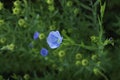 Linen flax blue flower. Flax plant. Flax field.