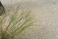 Linen Flax Linum Perenne Linaceae from europe on sand floor