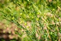 Linen flax - linum usitatissimum - linoa