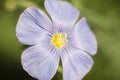 Linen flax plant blue flower