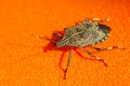 Linen skin stinkbug Royalty Free Stock Photo