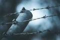 Lines of barbed wire to demarcate the border Royalty Free Stock Photo