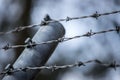 Lines of barbed wire to demarcate the border