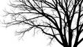 Lines of the branches create a striking contrast showcasing the tree s Royalty Free Stock Photo