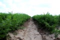 Lines of carrot sprouts on the agricultural field Royalty Free Stock Photo