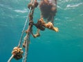 Lines with corals in clear blue sea Royalty Free Stock Photo