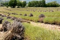 Lines of cut lavenders in harvested fields with bunches of cut flowers. Trees and mountains in the background. Royalty Free Stock Photo