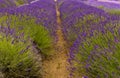 Lines of dark purple lavender in the village of Heacham, Norfolk, UK