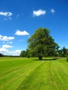 Hoddom Castle Golf Course with Old Linden Tree, Dumfries and Galloway, Scotland, Great Britain