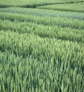 Lines of demo sectors of cereals with new varieties in agriculture