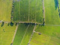 Lines of roads in green rice fields in Thailand Royalty Free Stock Photo