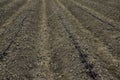 Lines of dripping irrigation over the plants or vegetables bedd