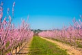 Lines of flowering almond trees against blue sky. Copy space for text. Royalty Free Stock Photo