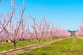 Lines of flowering almond trees against blue sky. Copy space for text. Royalty Free Stock Photo