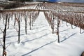 Lines of grape vines in the snow Royalty Free Stock Photo