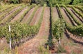 Lines of grapevine at valley of Tuscany with ripe wine grapes. Soil and grapes in Italy during harvest time Royalty Free Stock Photo