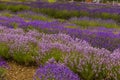Lines of purple hue lavenders in the village of Heacham, Norfolk, UK
