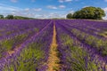 Lines of purple lavender blooms ready for harvesting in a field in Heacham, Norfolk, UK