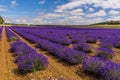 Lines of purple lavender spread out across a flat field in Heacham, Norfolk, UK