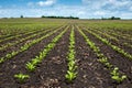 Rows Sugar beet leaves sprouts on field and blue sky