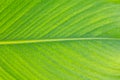 Lines and textures of Green leaves Royalty Free Stock Photo