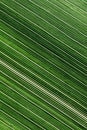 Lines and textures of green leaves Royalty Free Stock Photo