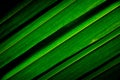 Lines and textures of green palm coconut leaves. Royalty Free Stock Photo