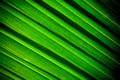 Lines and textures of green palm coconut leaves