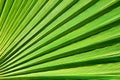 Lines and textures of Green Palm leaves Royalty Free Stock Photo