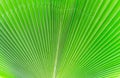 Lines and textures of Green Palm leaves Royalty Free Stock Photo