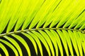 Lines and textures of Green Palm leaves Royalty Free Stock Photo