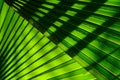 Lines and textures of green palm leaves. Royalty Free Stock Photo