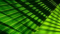 Lines and textures of green palm leaves with shadow. Royalty Free Stock Photo